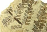 Pennsylvanian Fossil Seed Fern (Alethopteris) - Kansas #264890-2